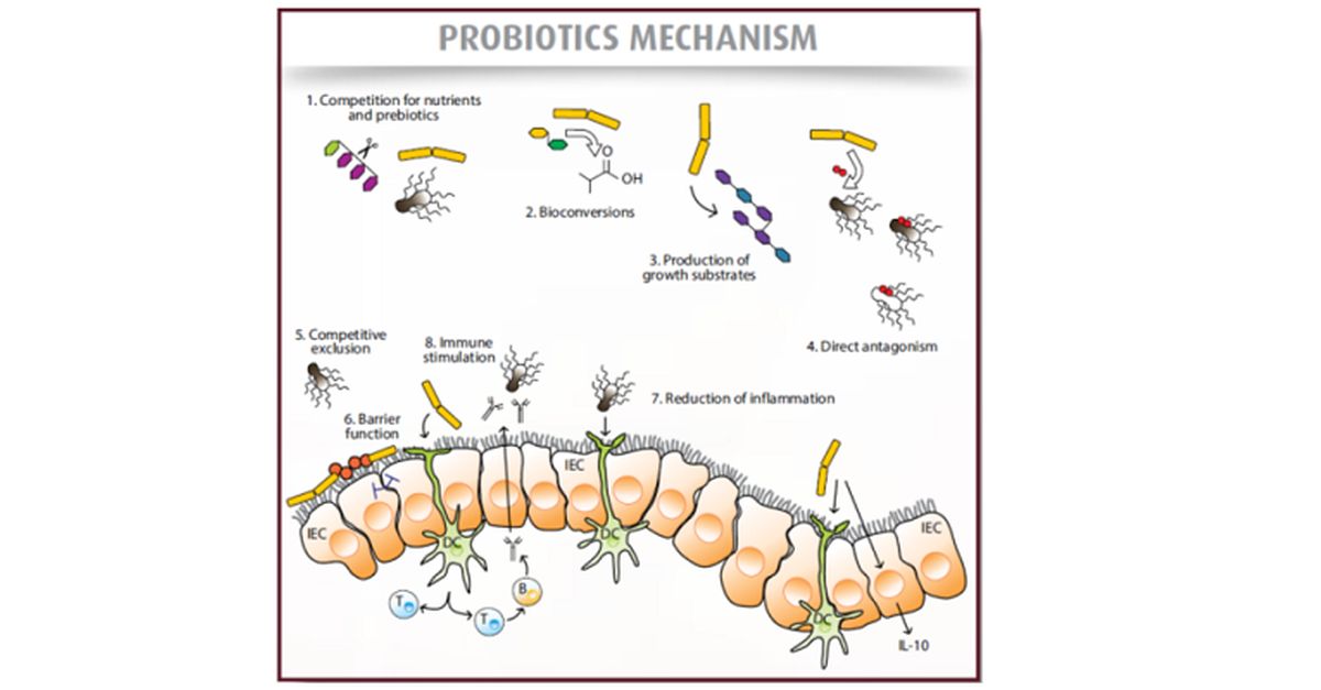 How to Make Sense of the Current Probiotic Market | Huvepharma