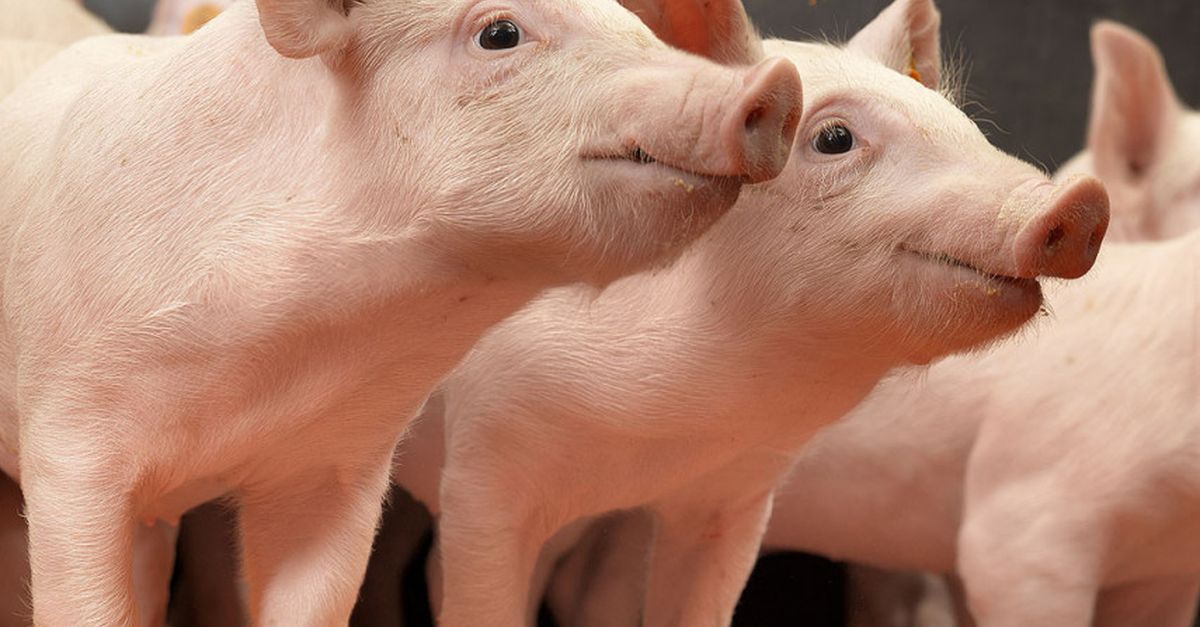 Sedoline Powder Reduces Aggression in Pigs | Huvepharma